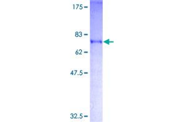 SFRS17A Protein (AA 1-446) (GST tag)
