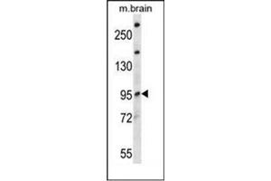 Western blot analysis of NEDD4L Antibody (Center) in mouse brain tissue lysates (35ug/lane). (NEDD4-2 antibody  (Middle Region))