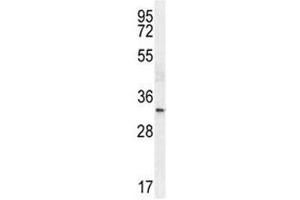 TTF1 antibody western blot analysis in HeLa lysate. (NKX2-1 antibody  (AA 2-1))