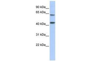 Image no. 1 for anti-Kelch-Like 8 (KLHL8) (C-Term) antibody (ABIN6740604) (KLHL8 antibody  (C-Term))