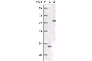 Western blot analysis using ER mouse mAb truncated ER recombinant protein (1) MCF-7 cell lysates (2). (Estrogen Receptor alpha antibody)
