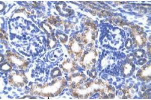 Immunohistochemical staining (Formalin-fixed paraffin-embedded sections) of human kidney with CREB3L2 polyclonal antibody  at 4-8 ug/mL working concentration. (CREB3L2 antibody  (N-Term))