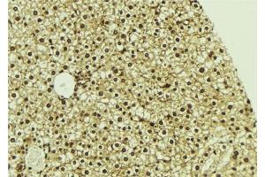 ABIN6276822 at 1/100 staining Mouse liver tissue by IHC-P. (CDK7 antibody  (Internal Region))