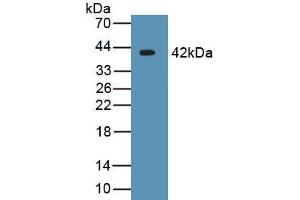 CRYL1 抗体  (AA 1-319)