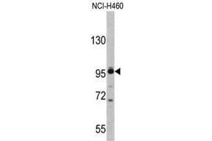 Western blot analysis of XPOT antibody (C-term) in NCI-H460 cell line lysates (35ug/lane).