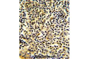 Formalin-fixed and paraffin-embedded human tonsil tissue reacted with BPI Antibody (Center), which was peroxidase-conjugated to the secondary antibody, followed by DAB staining. (BPI antibody  (Middle Region))