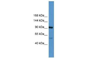 Lp (a) antibody (70R-10023) used at 0. (LPA antibody  (Middle Region))