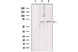 Western blot analysis of extracts from various samples, using LMOD1 antibody.