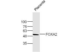 Mouse Placenta lysates probed with FOXA2 Polyclonal Antibody, Unconjugated  at 1:300 dilution and 4˚C overnight incubation. (FOXA2 antibody  (AA 201-300))