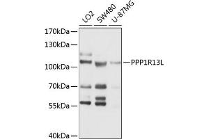 Western blot analysis of extracts of various cell lines, using PPP1R13L antibody (ABIN6131796, ABIN6146063, ABIN6146064 and ABIN6214728) at 1:1000 dilution.