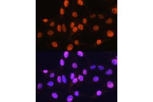 Immunofluorescence analysis of C6 cells using ARX Rabbit pAb (ABIN7265673) at dilution of 1:100. (Arx antibody  (C-Term))