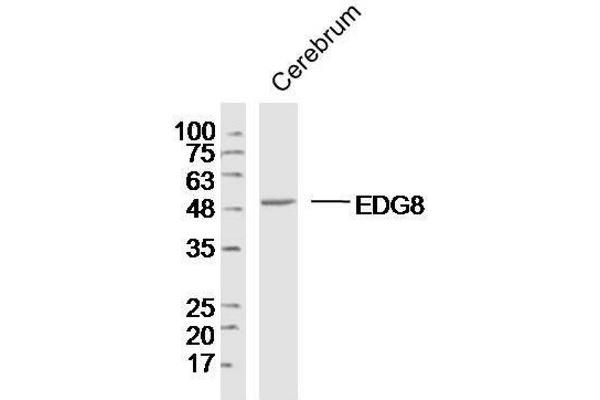 S1PR5 antibody  (AA 1-200)