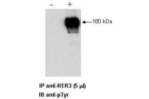 Combined immunoprecipitation and western blot of a human cell lysate using anti-HER3 antibody. (ERBB3 antibody  (C-Term))