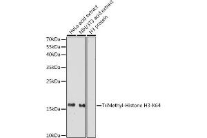 Western blot analysis of extracts of various cell lines, using TriMethyl-Histone H3-K64 antibody (ABIN7267701) at 1:1000 dilution. (Histone 3 antibody  (H3K64me3))