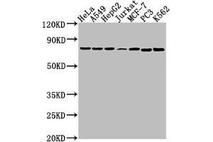 Western Blot Positive WB detected in: Hela whole cell lysate, A549 whole cell lysate, HepG2 whole cell lysate, Jurkat whole cell lysate, MCF-7 whole cell lysate, PC3 whole cell lysate, K562 whole cell lysate All lanes: HSPA1B antibody at 1:2000 Secondary Goat polyclonal to rabbit IgG at 1/50000 dilution Predicted band size: 71 kDa Observed band size: 71 kDa (HSPA1B antibody  (AA 418-641))