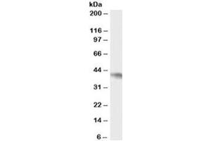 Western blot testing of Daudi cell lysate with NCF4 antibody at 0.