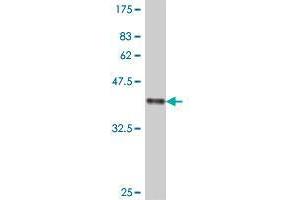 Western Blot detection against Immunogen (38. (MAPRE1 antibody  (AA 1-110))