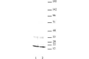 Histone H3 antibody (mAb) tested by Western blot. (Histone 3 antibody  (N-Term))