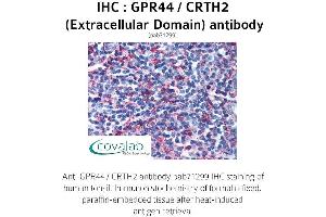 Image no. 1 for anti-Prostaglandin D2 Receptor 2 (PTGDR2) (2nd Extracellular Domain) antibody (ABIN1735098)