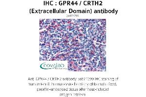 Image no. 1 for anti-Prostaglandin D2 Receptor 2 (PTGDR2) (2nd Extracellular Domain) antibody (ABIN1735098) (Prostaglandin D2 Receptor 2 (PTGDR2) (2nd Extracellular Domain) antibody)