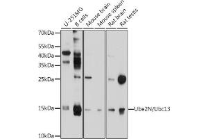 Western blot analysis of extracts of various cell lines, using Ube2N/Ubc13 antibody (ABIN6130749, ABIN6149812, ABIN6149813 and ABIN6214828) at 1:1000 dilution. (UBE2N antibody  (AA 1-152))