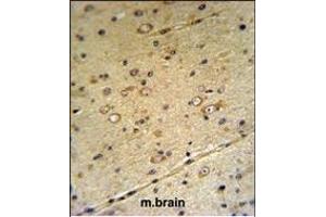 S39A3 Antibody (Center) (ABIN653154 and ABIN2842722) IHC analysis in formalin fixed and paraffin embedded mouse brain tissue followed by peroxidase conjugation of the secondary antibody and DAB staining.