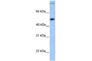 CCDC50 antibody used at 1 ug/ml to detect target protein. (CCDC50 antibody  (Middle Region))