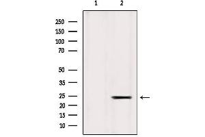 Western blot analysis of extracts from Mouse liver, using ICT1 Antibody. (ICT1 antibody)