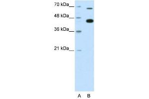 ZBTB33 antibody used at 0. (ZBTB33 antibody  (N-Term))