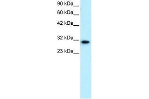 Human HepG2; WB Suggested Anti-DBP Antibody Titration: 0. (DBP antibody  (N-Term))