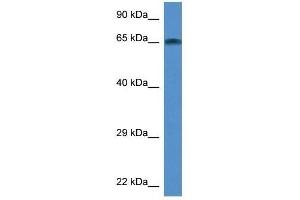 Western Blot showing Taf6l antibody used at a concentration of 1.