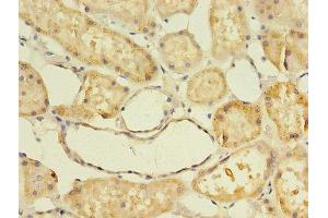 Immunohistochemistry of paraffin-embedded human kidney tissue using ABIN7144423 at dilution of 1:100 (Apolipoprotein D antibody  (AA 21-189))
