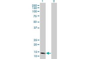 Western Blot analysis of ID2 expression in transfected 293T cell line by ID2 MaxPab polyclonal antibody. (Id2 antibody  (AA 1-134))