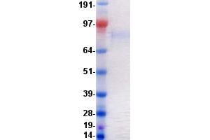 Validation with Western Blot (PTK7 Protein (DYKDDDDK-His Tag))