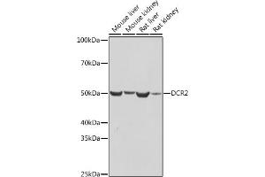 Western blot analysis of extracts of various cell lines, using DCR2 antibody (ABIN7271063) at 1:1000 dilution. (DcR2 antibody)