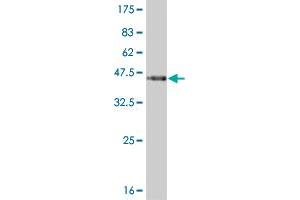 Western Blot detection against Immunogen (36. (PKNOX1 antibody  (AA 2-100))