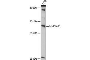 Western blot analysis of extracts of LO2 cells, using NMN antibody (ABIN7268909) at 1:1000 dilution. (NMNAT1 antibody  (AA 1-150))