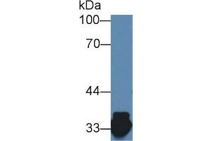 Detection of HADH in Porcine Kidney lysate using Polyclonal Antibody to Hydroxyacyl Coenzyme A Dehydrogenase (HADH) (HADH antibody  (AA 1-236))