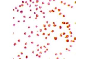Immunohistochemistry (IHC) image for anti-serine/threonine Kinase 17a (STK17A) (N-Term) antibody (ABIN1031360) (STK17A antibody  (N-Term))