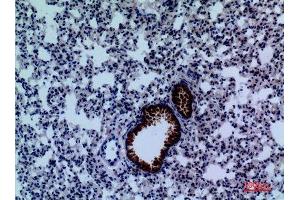 Immunohistochemistry (IHC) analysis of paraffin-embedded Mouse Lung, antibody was diluted at 1:100.