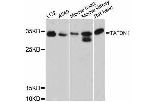Western blot analysis of extracts of various cell lines, using TATDN1 antibody (ABIN5999010) at 1:3000 dilution. (TATDN1 antibody)