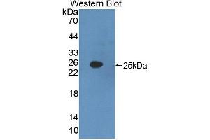 Western blot analysis of the recombinant protein. (IFNA2 antibody  (AA 24-192))