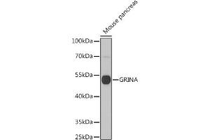 Western blot analysis of extracts of Mouse pancreas, using GRINA antibody (ABIN7267422) at 1:1000 dilution. (GRINA antibody  (AA 1-100))