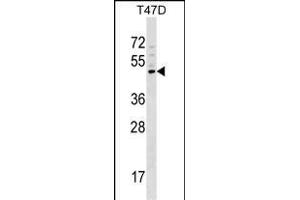 GCNT1 Antibody (Center) (ABIN1538540 and ABIN2848795) western blot analysis in T47D cell line lysates (35 μg/lane). (GCNT1 antibody  (AA 63-91))