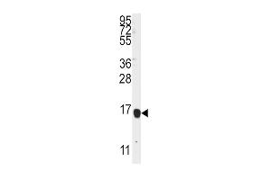 Western blot analysis of anti-ALOX5 Antibody (Center) 7897c in K562 cell line lysates (35 μg/lane). (ALOX5AP antibody  (AA 86-117))