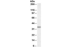 Western blot testing of A431 lysate with Annexin A2 antibody at 0. (Calretinin antibody)