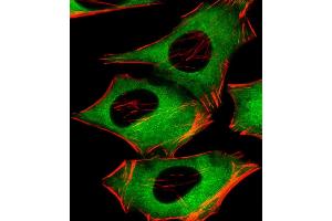 Immunofluorescent analysis of 4 % paraformaldehyde-fixed, 0. (PIP4K2A antibody  (C-Term))