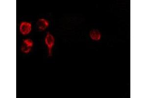 ABIN6275164 staining 293 by IF/ICC. (GDF15 antibody  (N-Term))