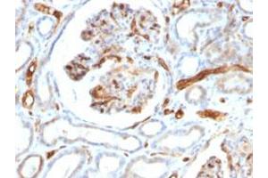 Immunohistochemical staining (Formalin-fixed paraffin-embedded sections) of human kidney with ADIPOQ monoclonal antibody, clone ADPN/1370 . (ADIPOQ antibody)