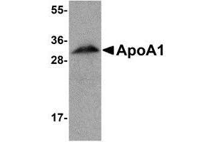 Western blot analysis of ApoA1 in human liver tissue lysate with AP30068PU-N ApoA1 antibody at 1 μg/ml.